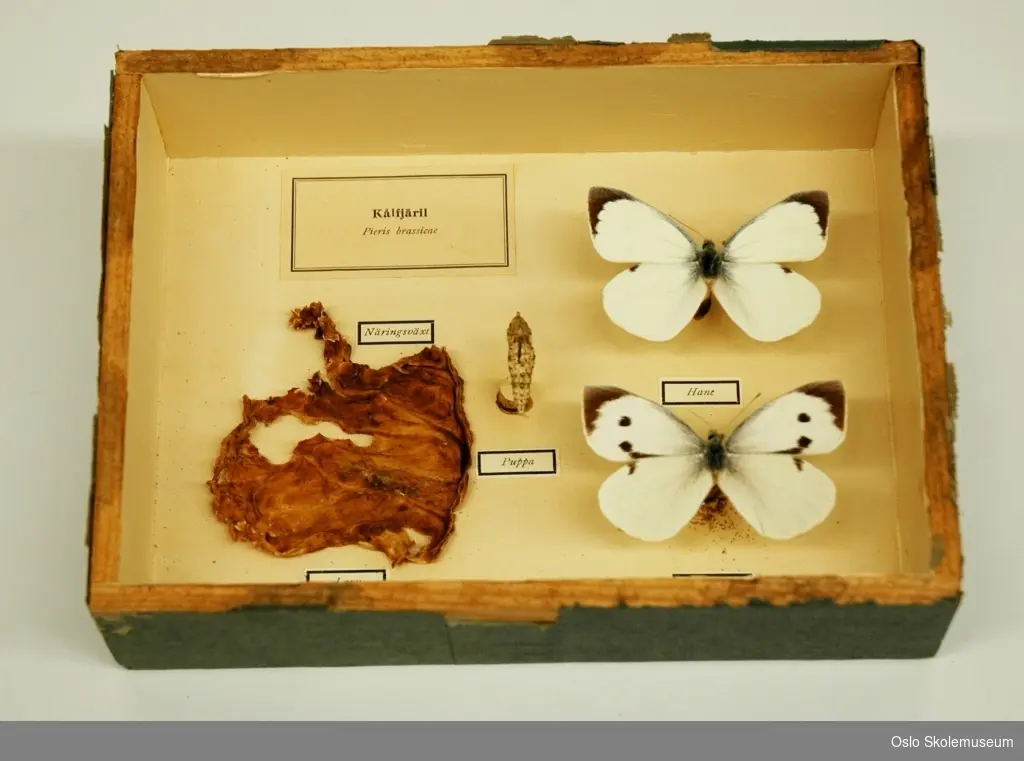 Naturfagmodell som viser kålsommerfuglens livssyklus. En puppe og to sommerfugler er festet med nåler. Selve boksen er laget i tre med en fremside i glass.