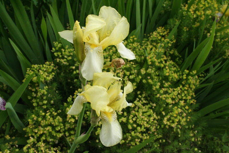 GH 2001 12 Iris 'Flavescens' (Foto/Photo)