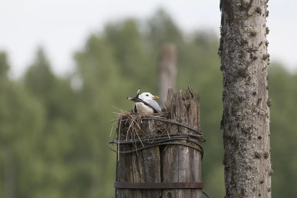 Foto av en fiskemåke som ligger i et reir oppå en påle ute i vannet