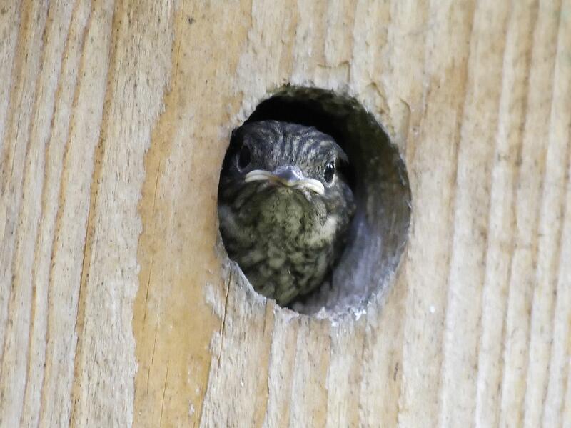 Foto av en svarthvit fluesnapper unge som stikker hodet ut av hullet på en fuglekasse