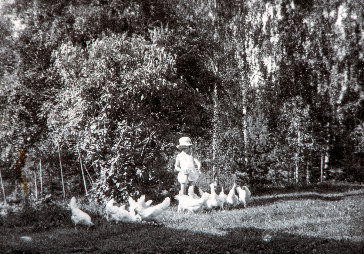 Anne Marie Paulsen mater hønene på Dalby i Ottestad. 1950.