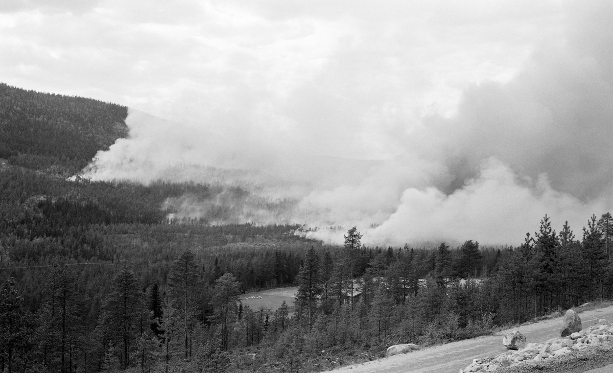 Skogbrann i nærheten av Midtskogen i Øvre Rendal, Hedmark 22. mai 1964. Dette fotografiet ble tatt på avstand av en av deltakerne på Glomma fellesfløtingsforenings direksjonsbefaring, som tilfeldigvis var i bygda da brannen oppsto