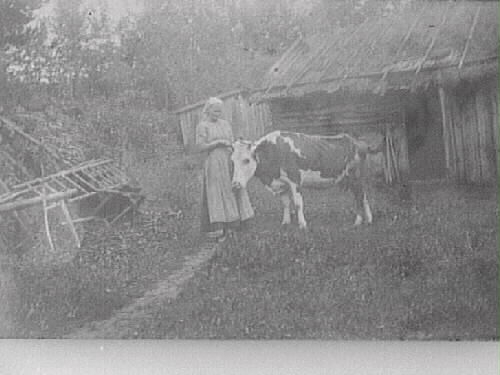 Kvinna med en ko framför ett uthus.