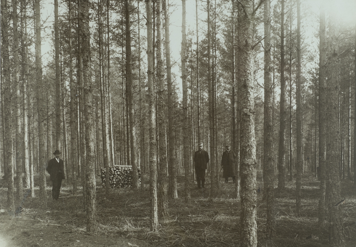 60-70 årig gallrad skog, Löckna, Skyllberg.