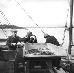 Fiskehandlere i Oslo havn. Juni 1954.