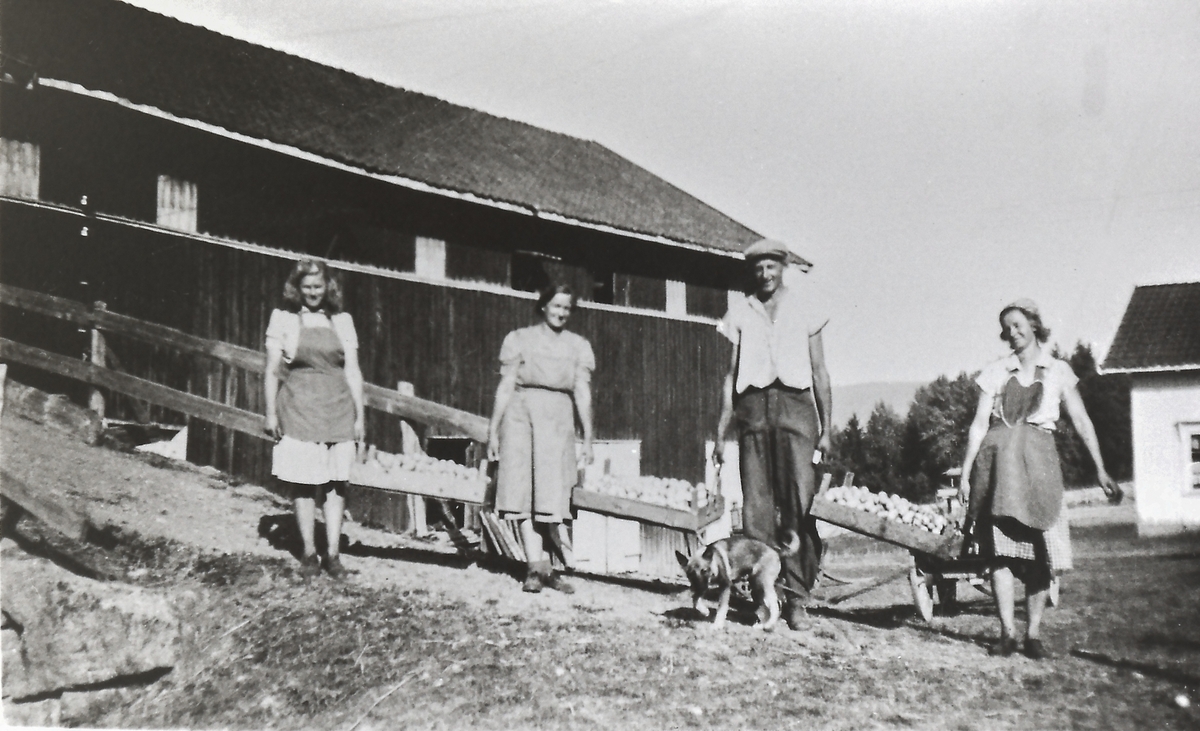 Hvaala, eplehøsting.
Fra v.: Ingeborg Hagen, Nora Hvamb, Ola Kjørstad, Helga Frydenberg, hunden Dolly.