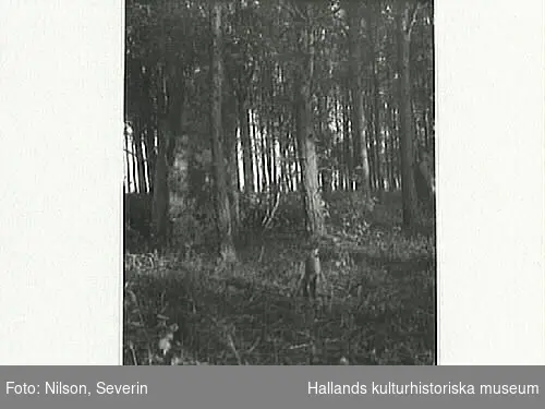 Skog med en stor sten eller ett monument bland stammarna till vänster. I förgrunden en liten pojke.