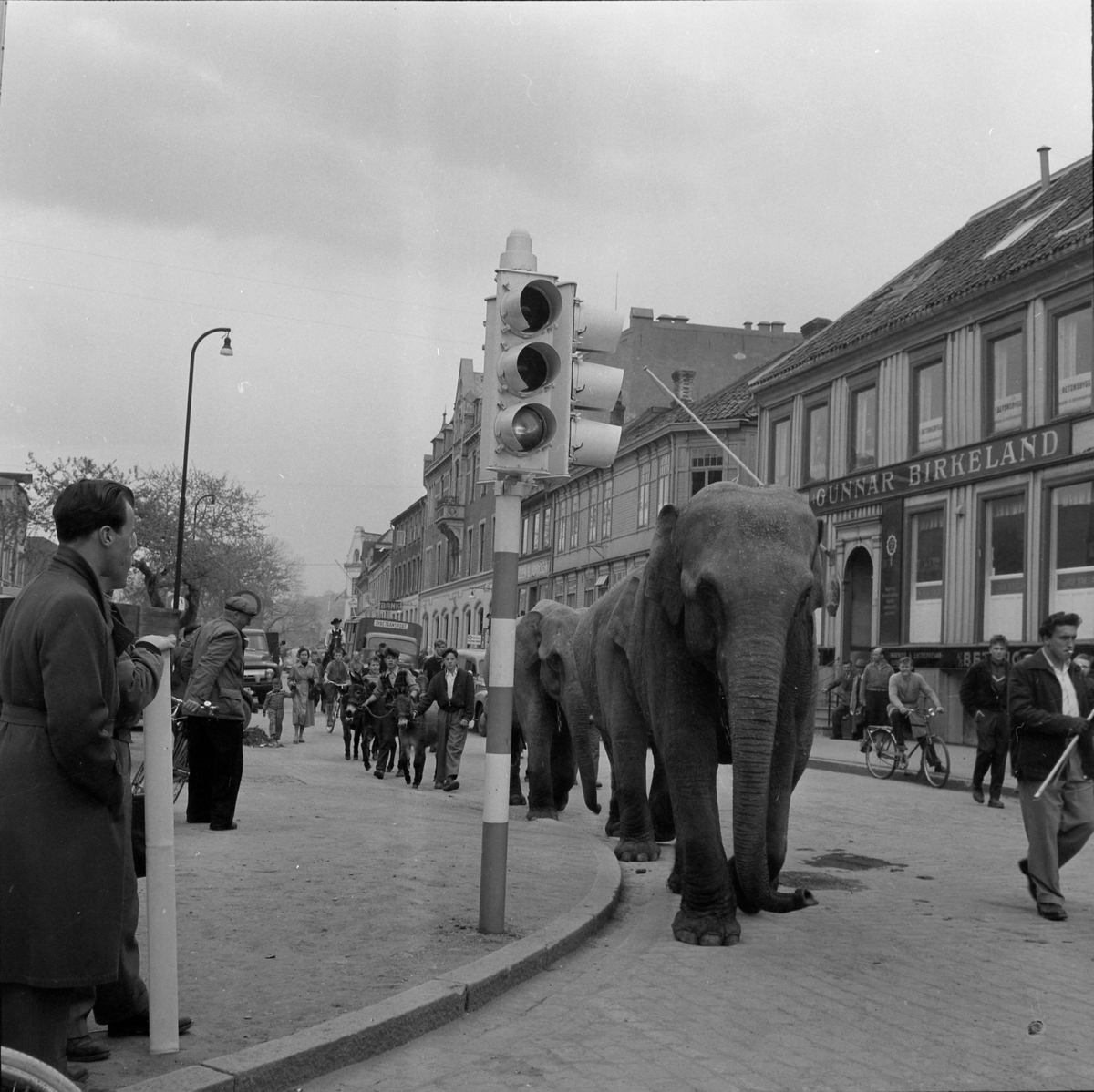 Cirkus Berny i byen. Elefanter i Fjordgata