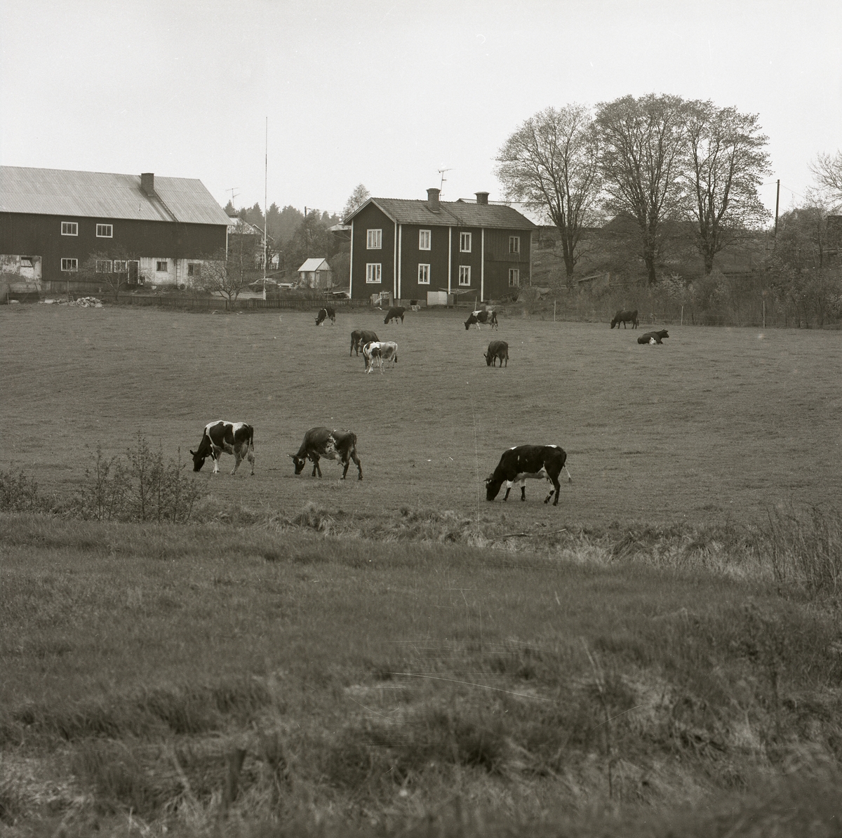 Betande kor i jordbrukslandskap, Tröno 1980. En gård med boningshus och ladugård.