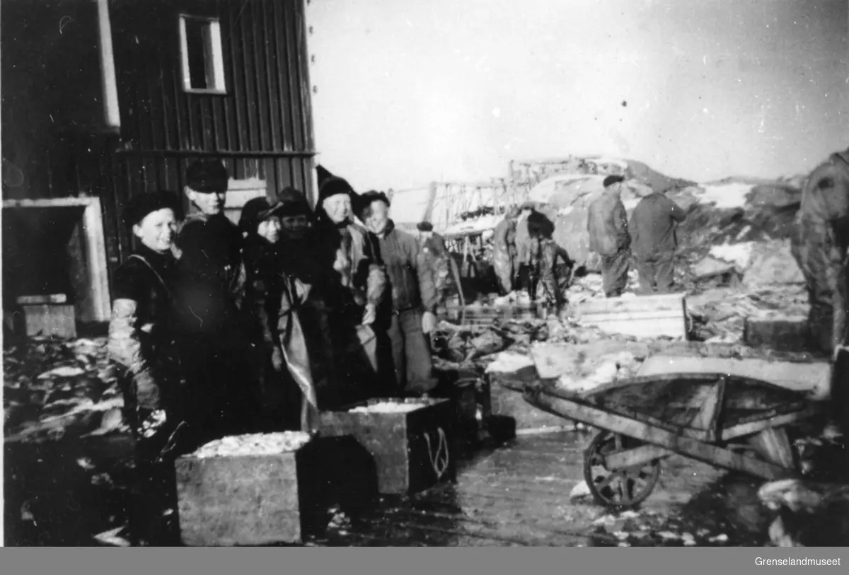 Bugøynes 1951 Skoleelevr i 7. klasse på fiskearbeid.