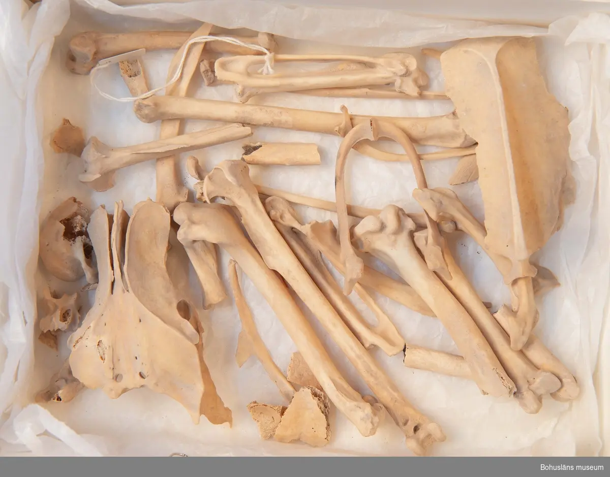 Obrända fågelben av hönsfågel (Gallus gallus), kön okänt. Tidigare bedömning var eventuell tupp(?), men eftersom varken kranium eller ben med sporre återfanns i materialet, är det högst osäkert om det är en hane. Benen bedömda av osteolog Astrid Lennblad, Bohusläns museum/IL 2020-07-01

Benen påträffades under en sten innanför kyrkdörren av Bokenäs g:a kyrka. Benen låg i fin sand.