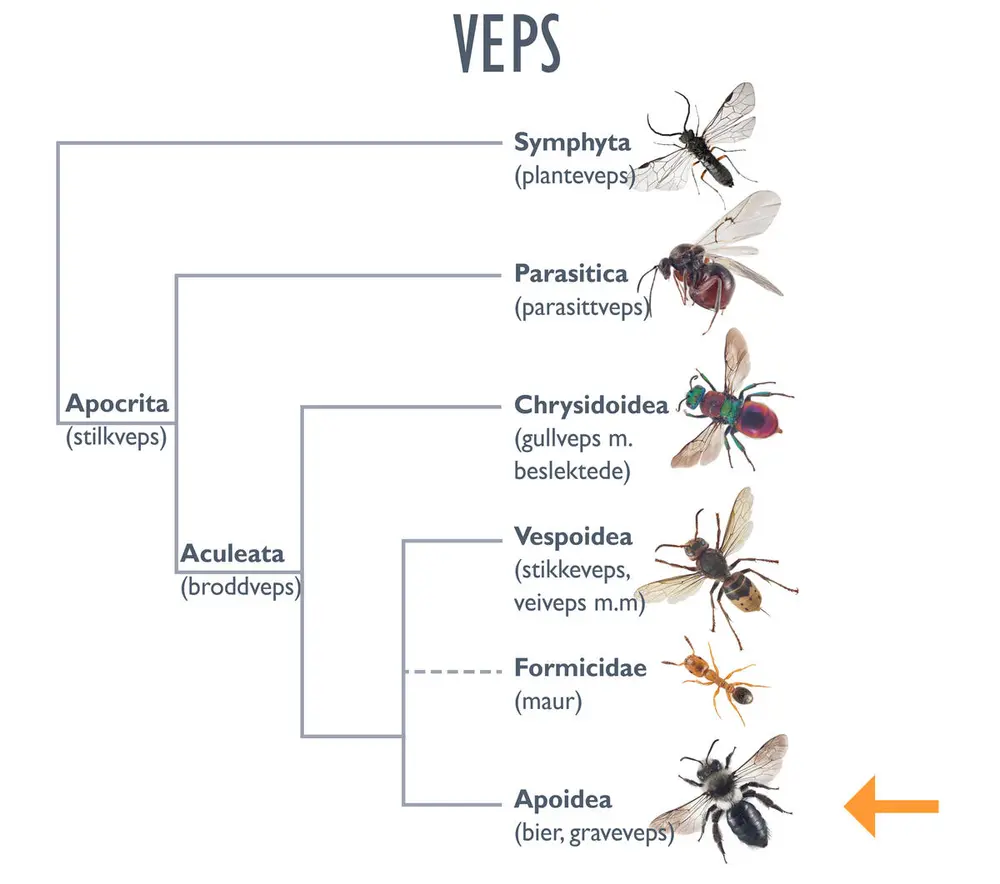 Illustrasjon av slekstre til veps med en pil som peker på bier