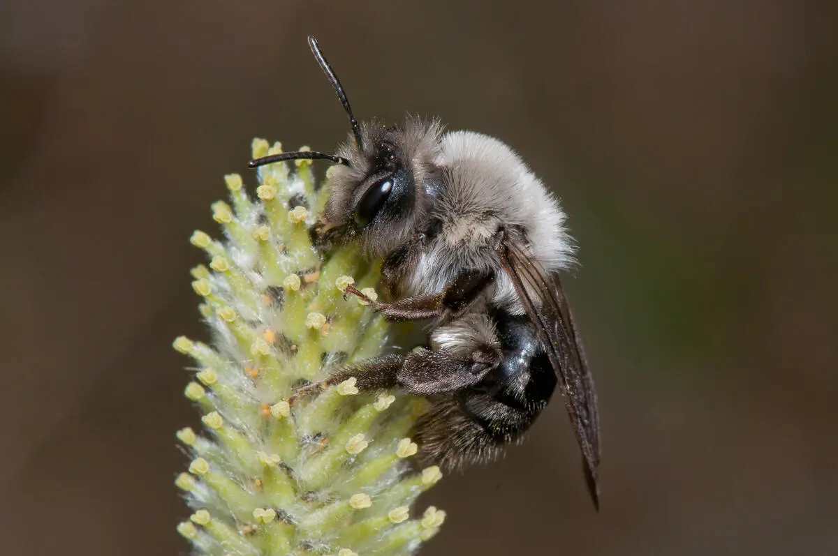 Foto av en seljesandbie som sitter på en blomst og henter pollen