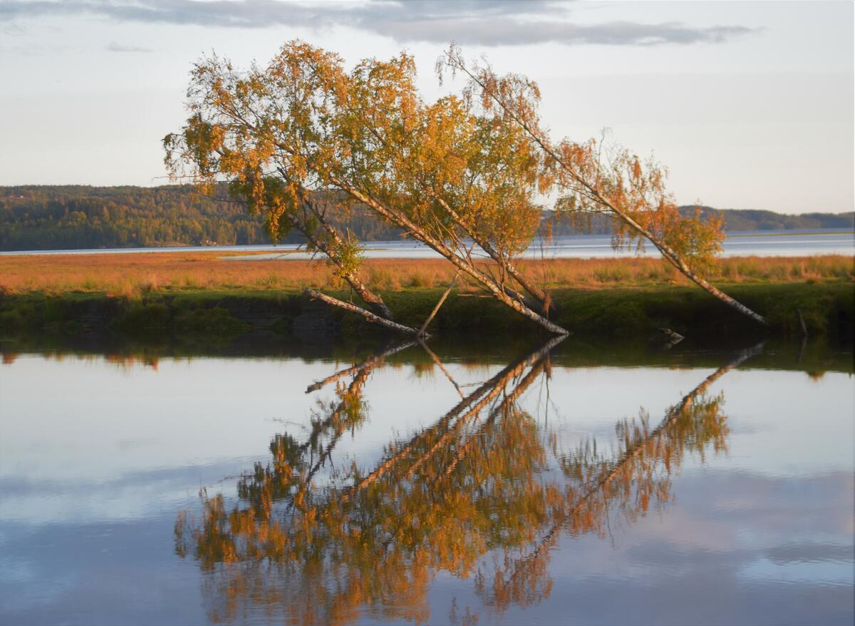 Foto av tre bjørketrær som lener seg ut mot elva i høstsol