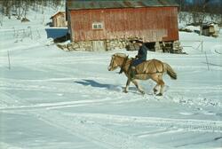 Person rir fjordhest i snøen på tunet på gården Aust-Førnes 