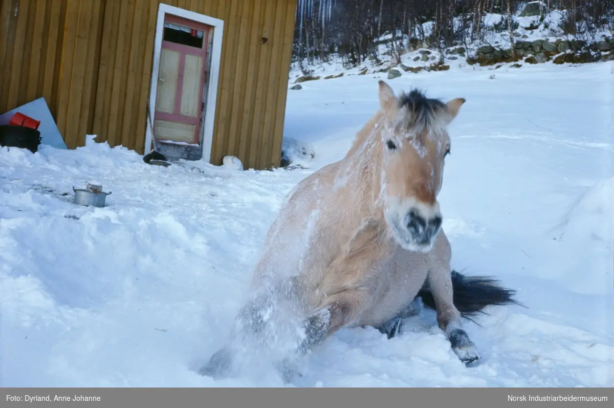 Hest ligger i snøen utendørs på gården Aust-Førnes, Møsstrond