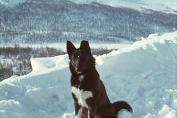 Hund i snøen på Argehovd, Møsstrond