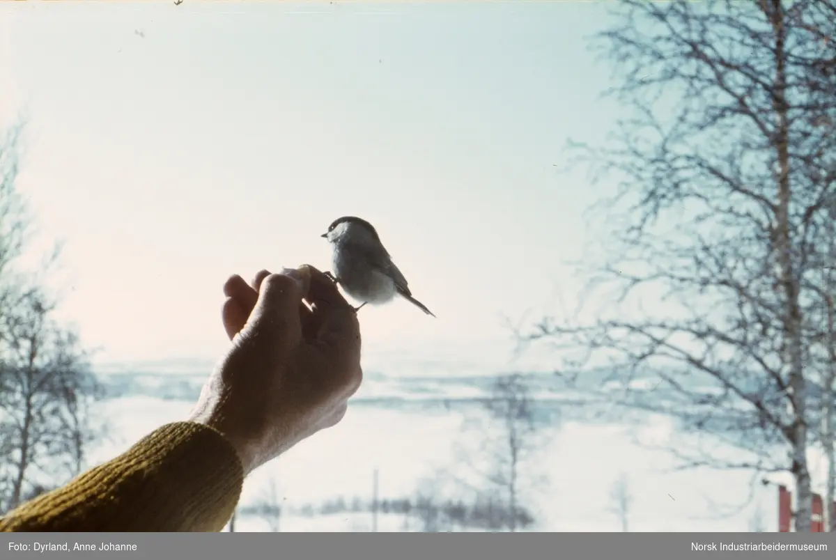 Liten fugl sitter på hand ute på Varbø, Møsstrond