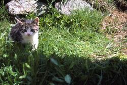 Kattepus i gresset foren steiner