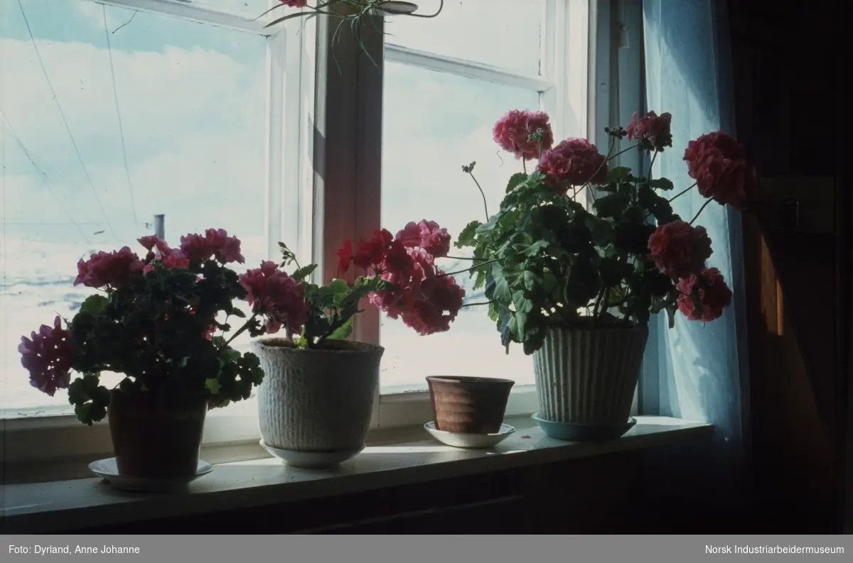 Blomsterpotter i vinduskarmen inne på Nord-Hovden