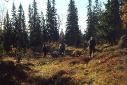 Menn frakter elg i kjerre dratt av fjordhest i skogen