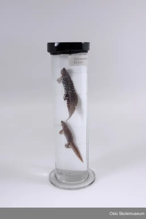 Sylinderformet preparatglass med utbrettet sokkel og lokk overtrukket med et svart materiale. Inne i glasset er det to salamandere festet på en hvit glassplate.