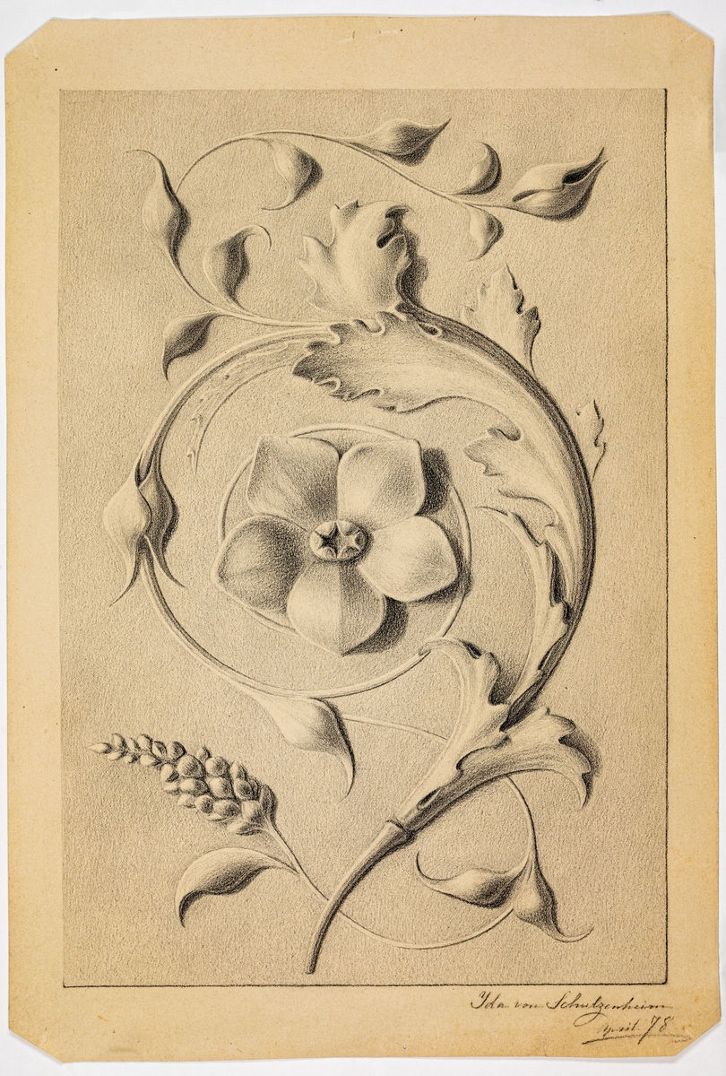 Teckning på papper, föreställande slingrande växtornament med blomma i mitten. Signerad Ida von Schulzenheim april 78.