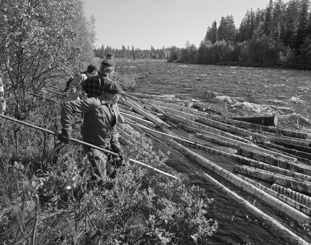Sluttrensk i elva Stor-Grøna, også kalt Foreninga eller Store Grøna. Fløtere i arbeid for å løsne tømmeret i en tømmervase.