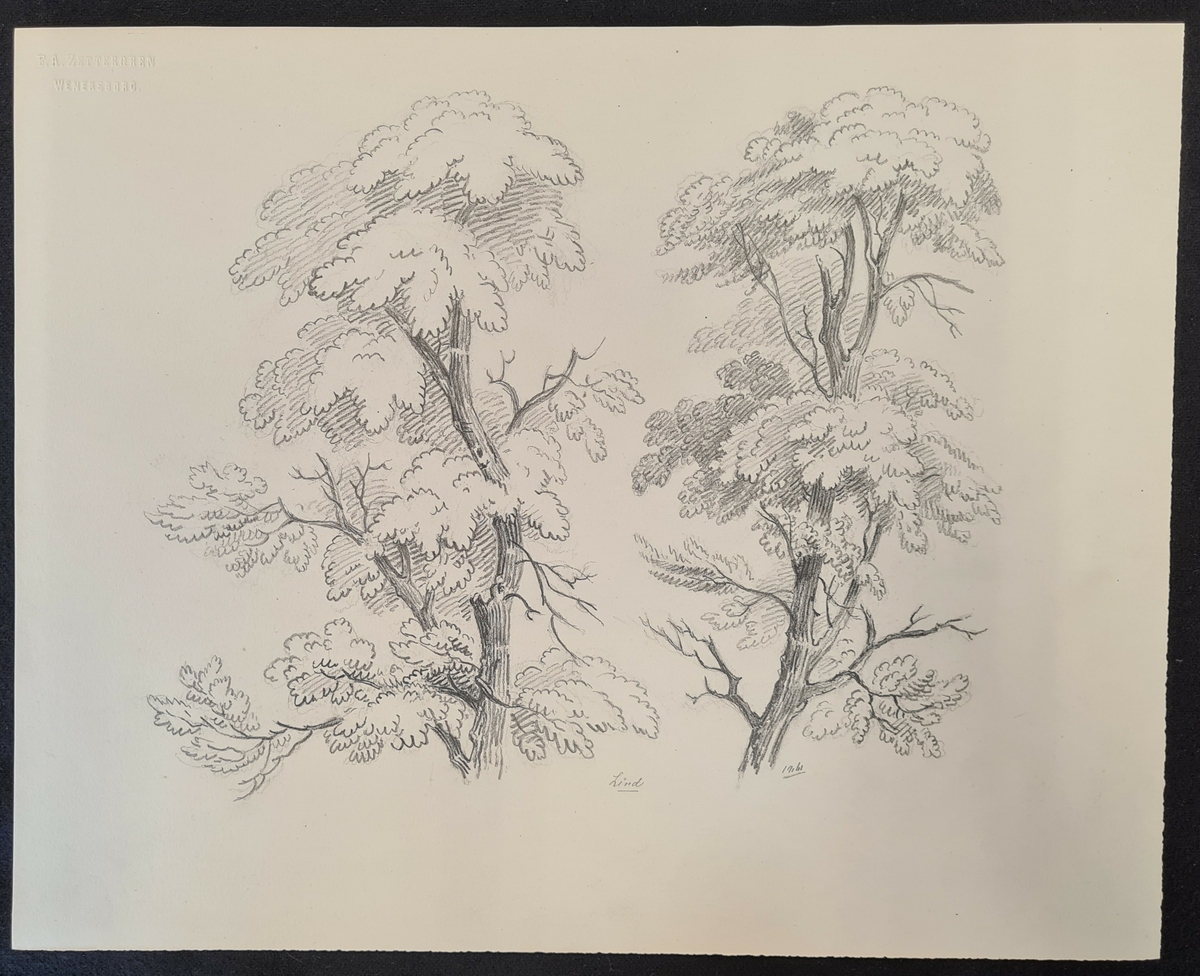 Teckning av F. A. Zettergren över ett träd, en lind. Teckningen är stämplad med F. A. Zettergren Wenersborg. Den är även daterad 1861.