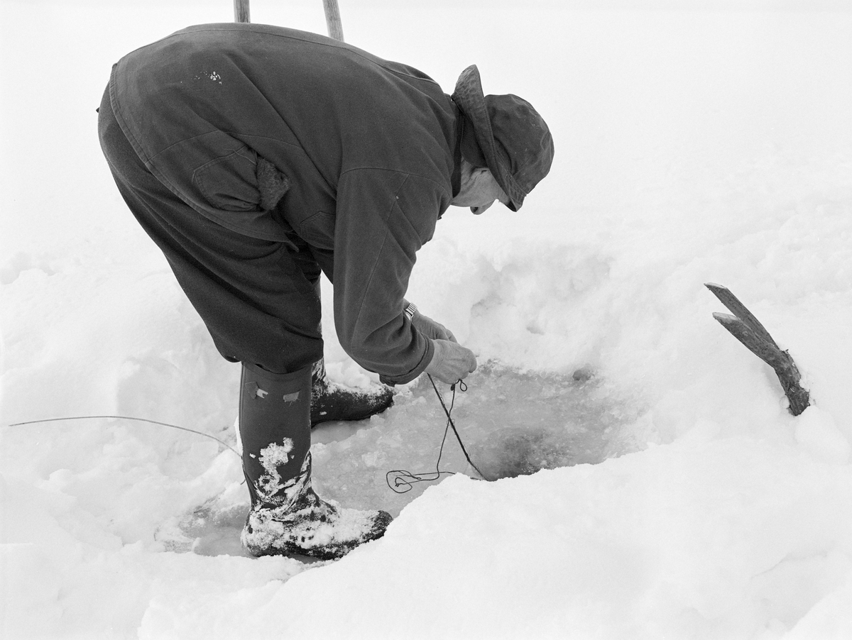 Yrkesfiskeren Paul Stensæter (1900-1982), fotografert mens han sto bøyd over et hull i isen på Steinsfjorden, en sidearm til Tyrifjorden på Ringerike, der han fisket med garn også vinterstid. Her kan det se ut til at han bandt ei snor til den ene enden av overtelna på garnet, muligens for å feste ei snor som skulle trekkes opp langs kanten av hullet og forankres i en pinne oppå isen.

I 1970-åra var etnologen Åsmund Eknæs fra Norsk Skogbruksmuseum flere ganger på besøk hos Paul Stensæter for å observere ham i aktivitet som fisker og intervjue ham om denne virksomheten. Eknæs oppsummerte det han fikk se og høre om garnfisket under isen på Steinsfjorden slik:

«Sikfiske med garn. Dette fisket foregikk på to steder, i åpent vann ute i Tyrifjorden og under isen i Steinsfjorden. Tyrifjorden er ofte åpen langt utover vinteren og det hender at den ikke legger seg i det hele tatt. De dro da i båt over fra Steinsfjorden og satte garn på ganske store dyp, 20-40 favner. Når det ble fisket for fullt ble det brukt 20 garn. 10 sto ute mens de øvrige var hjemme til tørking.

Garnfisket under isen i Steinsfjorden begynner så fort isen legger seg om høsten, fordi tynn og gjennomsiktig is er en fordel når garna skal settes ut første gang. Å sette ut garn under isen kaller Paul for øvrig «å høgge ut garna». Dette krever en spesiell teknikk. Er isen gjennomsiktig, foregår det på følgende måte: To hull hogges med så lang avstand som lengda på garnet. Ei rett granstang på 7-8 m stikkes ned i det ene hullet med den tynneste enden først. I den tykkeste enden er det et hull hvor det blir festet ei snor. Stanga blir nå skjøvet i full fart mot det andre hullet. En viktig detalj ved denne stanga er at den skal være nyhogget. Da ligger den dypere i vannet og skubber mindre mot isen. Stanga går ikke helt fram til det andre hullet. Der den stopper blir det hogget et mindre hull og den skyves videre ved hjelp av en kjepp med ei kløft i enden. Når snora er brakt fram på denne måten, er det en enkel sak å trekke garnet under isen. 

Men er isen ugjennomsiktig, slik at det er umulig å se stanga, må Paul gjøre det på en annen måte. Da finner han ei lang stang med god krumming på. Så hogger han hull så tett at stanga kan stikkes ned i det ene og komme opp igjen gjennom det neste.

Garnet er nå på plass under isen og står på bunnen på 5-10 favners dyp. Fra hver ende av garnet går det ei tynn snor opp til hullet i isen. Snorene går ikke opp gjennom hullet, men er festet litt ved siden. Dette er gjort for å hindre at han hogger dem av når is som har dannet seg i hullet skal fjernes.

Dagens nylongarn tåler å stå ute hele vinteren. Tidligere, da lin og bomull var mest brukt, var det nødvendig å ta garna opp og tørke dem. Av de 20-40 garn som Paul brukte, var halvparten til tørk.

Ettersynet, som gjerne foregår annenhver dag, begynner med at han får tak i snorene fra garnet ved å stikke en pinne med krok på innunder isen. I den borteste enden løsner han garnsnora og fester isteden ei lang nylonsnor til garnet. Tidligere brukte han snor av tvunnet hestetagl. Snora er så lang at den også rekker bort til der han står oppå isen. Ved trekkinga tar han ut fisken etter hvert. Når hele garnet er trukket, blir han stående på samme sted, tar tak i snora og drar garnet ut igjen samtidig som han passer på at det går ordentlig.

I sterk kulde vil det våte garnet fryse til en klump og være umulig å sette igjen. For å hindre dette hogger han ei grop i isen bak hullet og fyller denne med vann. Etter hvert som han trekker garnet putter ha det ned i gropa og det holder seg opptint til det skal settes igjen.

Når det blir mildvær og fare for at isen skal gå opp og komme i drift, må det tas spesielle forholdsregler for å hindre at garna blir dratt med isflak og forsvinner. Paul binder i slike tilfelle inn en bit snelletråd i den snora som går fra isen og ned til garnet. Kommer isen i drift, vil snelletråden ryke, og garnet blir stående igjen på samme sted. Det er da en forholdsvis enkel sak å sokne etter det.

Garnfisket ga jevne tilførsler av sik gjennom det meste av vinteren. Vintersiken i Steinsfjorden er noe mindre enn høstsiken. Det går omkring 4 på kiloen, mot 3 om høsten. Fangstene varierer fra noen få til 25-30 pr. garn. Med 10 garn ute vil han kunne få opptil 200-300 sik eller 50-70 kilo. Men da blir garnene trukket bare annenhver dag.»