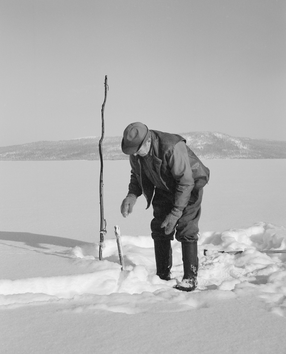 Osvald Kolbu fanger lake med fiskesaks fra den snødekte isen på innsjøen Isteren i Engerdal i Hedmark. Bildet ble tatt i slutten av februar 1977.