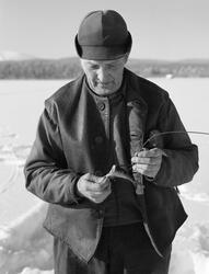 Osvald Kolbu fanger lake med fiskesaks (gjeddesaks) på den s