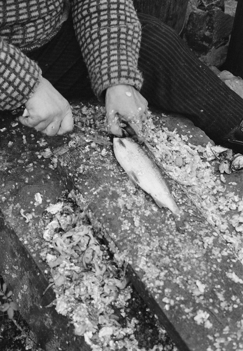 Paul Stensæter (1900-1982), som var yrkesfisker på Steinsfjorden, ei sidegrein til Tyrifjorden på Ringerike i Buskerud, fotografert mens han reset en sik (Coregonus lavaretus) han hadde tatt i garn under høstfisket. Fisken lå tilsynelatende på en planke på en avlang stein, som Stensæter satt på, med tollekniven klar til å sprette opp buken på fisken. Ved sida av fiskeren sto det et sylindrisk metallkar som den nyrensete fisken ble lagret i. Rensinga var et arbeid det hastet litt med, for fangsten skulle omsettes mens den var fersk,

Åsmund Eknæs fra Norsk Skogbruksmuseum intervjuet Paul Stensæter i 1973 og 1974. Det fiskeren fortalte om salget av fisk fra Steinsfjorden sammenfattet Eknæs slik:

«For Paul var det atskillig arbeid som gjensto etter at fisken var oppe av vannet. For han og for de andre som hadde fisket delvis som levevei var det viktig å få omsatt varen så fort som mulig for å hindre kvalitetsforringelse og dermed tap av kunder.

Vi kan nå se hvordan dagsrytmen var om sommeren når han fisket abbor med reiv. Ca. 1930 ble det bussforbindelse til Hønefoss og dette fikk virkning på opplegget av fisket. Før den tida artet døgnet seg slik: Ved 2-3-tida om morgenen ble reiven trukket. Det var da ikke tid til annen behandling av fisken enn å knippe den opp før han måtte dra til Hønefoss. Dette var det nærmeste markedet av noen størrelse og han var nødt til å dra den lange veien hver dag hvis han ville bli kvitt fangsten.

Først var det roturen over fjorden til Stein gård. Den tok ca. 1/2 time. Derfra til Hønefoss var det 1 1/2 times gange. Fisken ble båret på skuldra i en flettet kurv som rommet 20-25 kilo. Var det mye fisk, kunne han ha en kurv til på armen. Far til Paul [Sigvart Stensæter (1878-1963)] bar en gang 52 kilo på denne måten fra Stein til Hønefoss. Men ofte var det bønder på veien med melk eller andre varer, og da fikk han sette fiskekurven på vogna inn til byen.

Det var mulig å bli kvitt noe fisk på veien til Hønefoss, men det meste ble solgt i byen, enten på torvet eller i husene. De fleste yrkesfiskerne hadde noen faste kunder som ihvertfall tok en del av fangsten.

Byturen, som Paul altså måtte gjøre hver dag i høysesongen tok vanligvis 6 timer. Tilbake fra byen var det å ordne redskapen, skaffe agnfisk og få reiven i vannet igjen.

Etter 1930, da bussruta til Hønefoss kom, ble det store forandringer i dagsrytmen for bl. a. abborfisket. Nå sendte han fisken med buss kl. 07.30. Det ble også vanlig at fiskeren renset og flosset fisken før den ble sendt for å kunne tilby kundene en mer delikat vare. Etter at den ferdigrensede fisken var sendt til Hønefoss dro han hjem, skaffet seg agnfisk og satte ut reiven. Når det var gjort hadde han middag og en liten hvil før han dro ut og trakk. ....»

Eknæs skriver ellers at Stensæter «renset og flosset» fisken så snart han kom i land. Han greide å ekspedere et par abborer i minuttet. Rensinga av sik har Eknæs ikke kommentert spesielt.