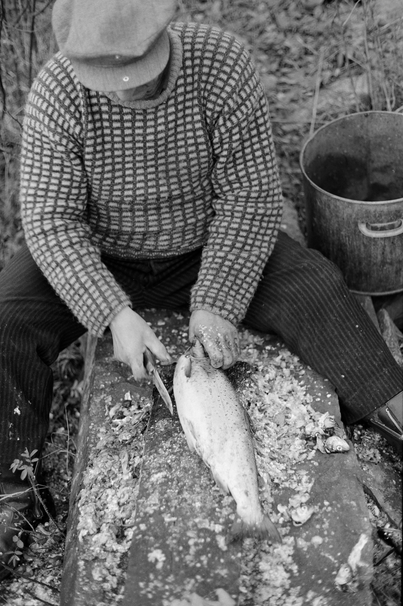 Paul Stensæter (1900-1982), som var yrkesfisker på Steinsfjorden, ei sidegrein til Tyrifjorden på Ringerike i Buskerud, fotografert mens han reset en stor ørret (Salmo trutta) han hadde tatt i garn under høstfisket. Fisken lå tilsynelatende på en planke på en avlang stein, som Stensæter satt på, med tollekniven klar til å sprette opp buken på fisken. Ved siden av ham sto det et stort sylindrisk kar med hanker på yttersidene som den ferdigsløyete fisken antakelig skulle mellomlagres i. Rensinga var et arbeid det hastet litt med, for fangsten skulle helst omsettes mens den var fersk,

Åsmund Eknæs fra Norsk Skogbruksmuseum intervjuet Paul Stensæter i 1973 og 1974. Det fiskeren fortalte om salget av fisk fra Steinsfjorden sammenfattet Eknæs slik:

«For Paul var det atskillig arbeid som gjensto etter at fisken var oppe av vannet. For han og for de andre som hadde fisket delvis som levevei var det viktig å få omsatt varen så fort som mulig for å hindre kvalitetsforringelse og dermed tap av kunder.

Vi kan nå se hvordan dagsrytmen var om sommeren når han fisket abbor med reiv. Ca. 1930 ble det bussforbindelse til Hønefoss og dette fikk virkning på opplegget av fisket. Før den tida artet døgnet seg slik: Ved 2-3-tida om morgenen ble reiven trukket. Det var da ikke tid til annen behandling av fisken enn å knippe den opp før han måtte dra til Hønefoss. Dette var det nærmeste markedet av noen størrelse og han var nødt til å dra den lange veien hver dag hvis han ville bli kvitt fangsten.

Først var det roturen over fjorden til Stein gård. Den tok ca. 1/2 time. Derfra til Hønefoss var det 1 1/2 times gange. Fisken ble båret på skuldra i en flettet kurv som rommet 20-25 kilo. Var det mye fisk, kunne han ha en kurv til på armen. Far til Paul [Sigvart Stensæter (1878-1963)] bar en gang 52 kilo på denne måten fra Stein til Hønefoss. Men ofte var det bønder på veien med melk eller andre varer, og da fikk han sette fiskekurven på vogna inn til byen.

Det var mulig å bli kvitt noe fisk på veien til Hønefoss, men det meste ble solgt i byen, enten på torvet eller i husene. De fleste yrkesfiskerne hadde noen faste kunder som ihvertfall tok en del av fangsten.

Byturen, som Paul altså måtte gjøre hver dag i høysesongen tok vanligvis 6 timer. Tilbake fra byen var det å ordne redskapen, skaffe agnfisk og få reiven i vannet igjen.

Etter 1930, da bussruta til Hønefoss kom, ble det store forandringer i dagsrytmen for bl. a. abborfisket. Nå sendte han fisken med buss kl. 07.30. Det ble også vanlig at fiskeren renset og flosset fisken før den ble sendt for å kunne tilby kundene en mer delikat vare. Etter at den ferdigrensede fisken var sendt til Hønefoss dro han hjem, skaffet seg agnfisk og satte ut reiven. Når det var gjort hadde han middag og en liten hvil før han dro ut og trakk. ....»

Eknæs skriver ellers at Stensæter «renset og flosset» fisken så snart han kom i land. Han greide å ekspedere et par abborer i minuttet. Rensinga av ørret har Eknæs ikke kommentert spesielt.