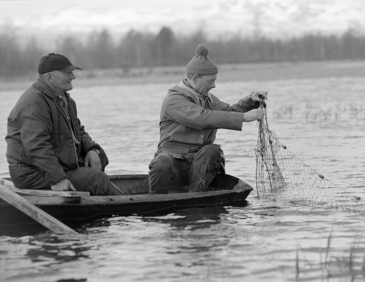 Gjeddefiske med garn. Fra "Tjønnan" ved Tufsingdeltaet, hvor elva Tufsinga renner ut i innsjøen Femunden.  Os kommune, Hedmark.