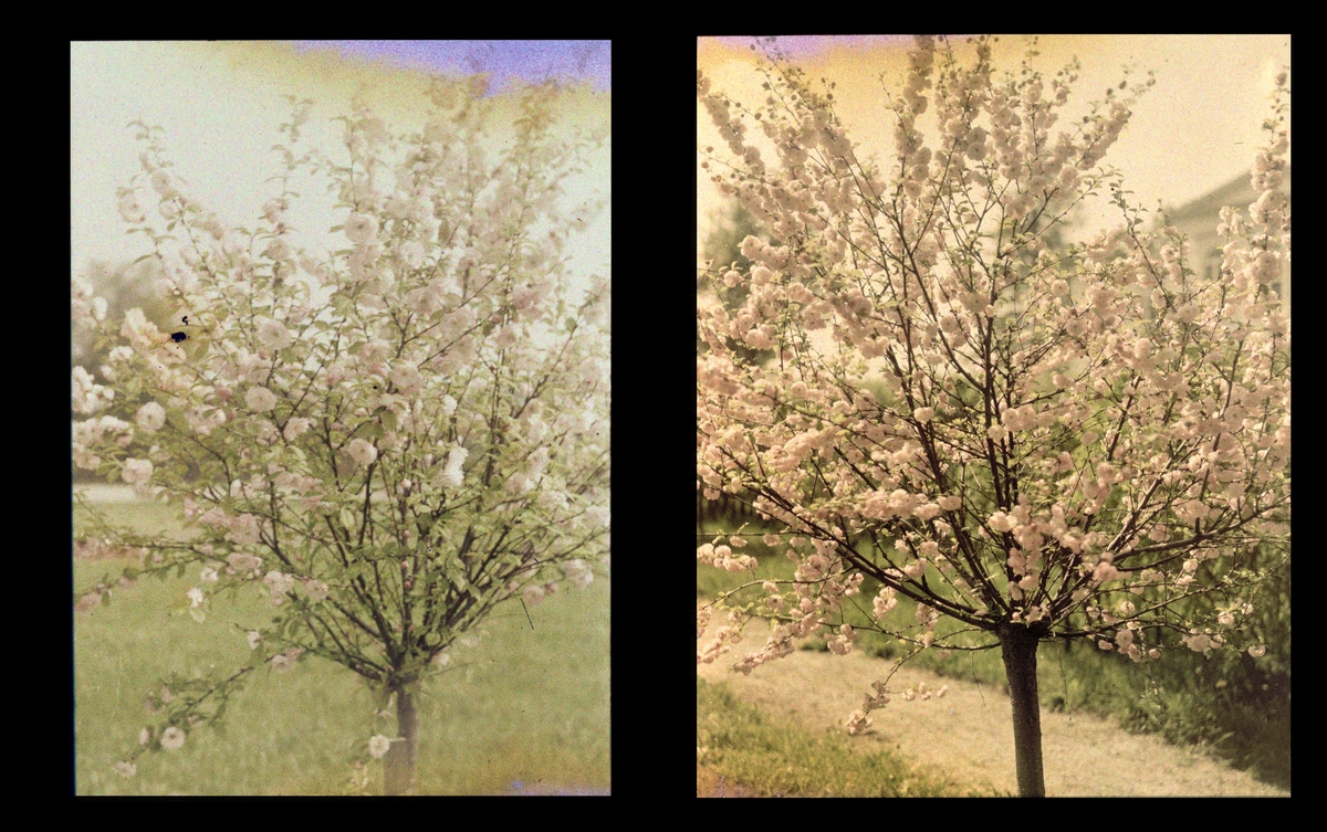 Naturfotografi, studie av trær i blomst. Hage ved NTH. Tilhører Arkitekt Hans Grendahls samling av stereobilder. To ulike motiver på en glassplate.