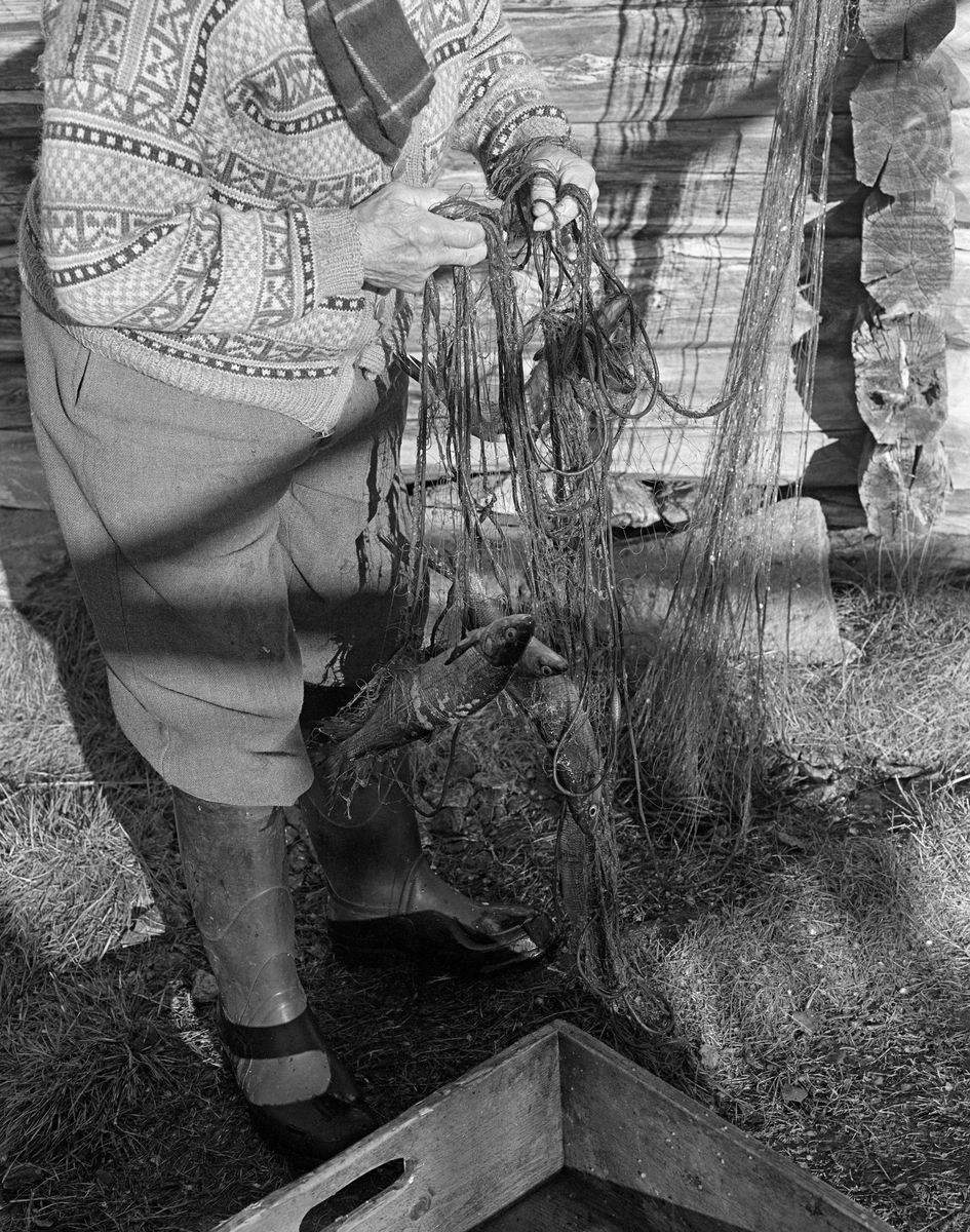 Nærbilde av hendene til Joseph Bakken (1898-1989), som holdt et garn han skulle plukke fisk fra etter sikfisket ved Kløvsteinen, litt sør for Kløvstenodden på innsjøen Femunds vestside i 1978. Joseph og fiskerkameraten Jo Bakken satte garn i dette området om høsten når siken søkte inn på grunnene langs land for å gyte. Nytrukne garn ble lagt i trekasser og fraktet i båt til Jotbua, der fangsten ble båret i land. Så tok Joseph og Jo garnkasse for garnkasse, løsnet fisken og tredde maskeveven like under overtelna inn på en pinne - ei «nettstikke», Garna på nettstikkene ble skylt i vannkanten og hengt til tørk på et stativ nord for fiskebua. Deretter kunne Joseph og Jo rense fisken, som de hadde samlet i de kassene garna hadde ligget i. Dette fotografiet er tatt ved Jotbua, som ligger like sør for de nevnte fiskegrunnene, i Tufsingdalen i Os kommune i Hedmark.
