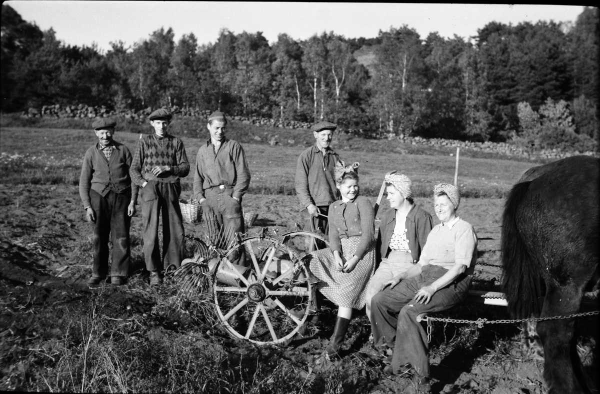 Potatisplockning en solig dag hos Snyggs August med fyra män, (Gunnar i Nykvarn längst till höger) som står vid en hästdragen potatissprätt. På sprätten sitter tre kvinnor, den mittersta heter Jenny Lidberg.