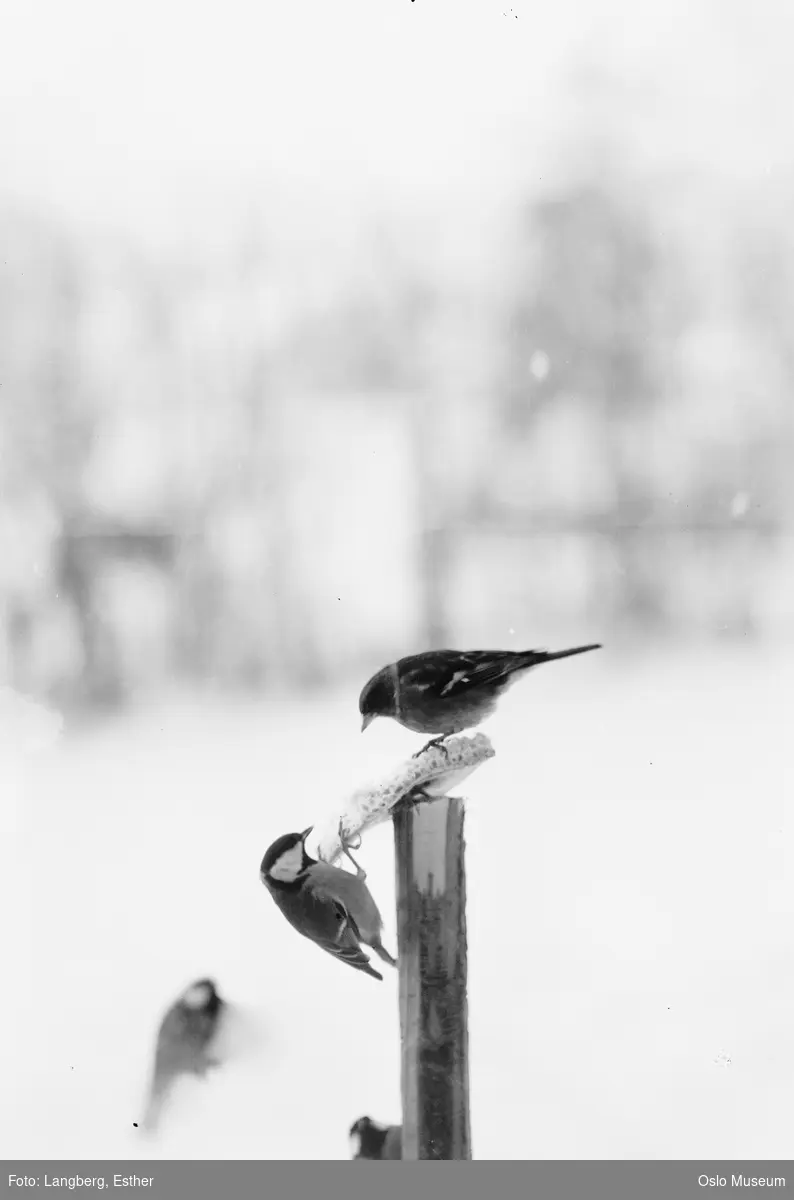 fugler, fuglemat, snø