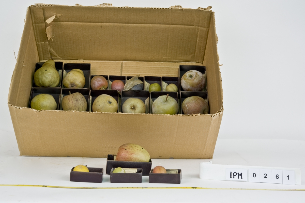Samling av forskjellige typer frukt modeller: epler, plommer og pærer  Kopier av frukt laget i gips