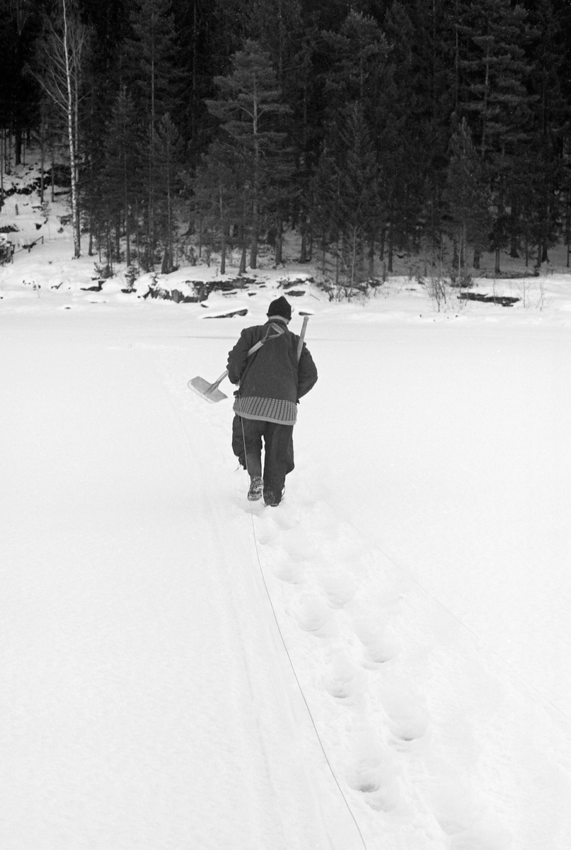 Yrkesfiskeren Paul Stensæter (1900-1982), fotografert mens han gikk mot land på en sti han hadde tråkket opp på isen på Steinsfjorden. Dette er en sidearm til Tyrifjorden på Ringerike i Buskerud. Det var særlig der Stensæter drev næringsfisket sitt. Da dette fotografiet ble tatt bar han på en spade og en isbil. Dette var redskaper Stensæter trengte når han skulle trekke garna med cirka to døgns mellomrom. Vinterstid kunne det jo fryse is og legge seg snø i der hullene fiskeren hadde hogd i isen med sikte på å kunne trekke garna.

I 1973 og 1974 var Åsmund Eknæs fra Norsk Skogbruksmuseum flere ganger på besøk hos Paul Stensæter for å intervjue ham og observere ham i arbeid som fisker. Det Eknæs fikk vite om garnfisket under isen på Steinsfjorden sammenfattet han slik:

«Sikfiske med garn. Dette fisket foregikk på to steder, i åpent vann ute i Tyrifjorden og under isen i Steinsfjorden. Tyrifjorden er ofte åpen langt utover vinteren og det hender at den ikke legger seg i det hele tatt. De dro da i båt over fra Steinsfjorden og satte garn på ganske store dyp, 20-40 favner. Når det ble fisket for fullt ble det brukt 20 garn. 10 sto ute mens de øvrige var hjemme til tørking.

Garnfisket under isen i Steinsfjorden begynner så fort isen legger seg om høsten, fordi tynn og gjennomsiktig is er en fordel når garna skal settes ut første gang. Å sette ut garn under isen kaller Paul for øvrig «å høgge ut garna». Dette krever en spesiell teknikk. Er isen gjennomsiktig, foregår det på følgende måte: To hull hogges med så lang avstand som lengda på garnet. Ei rett granstang på 7-8 m stikkes ned i det ene hullet med den tynneste enden først. I den tykkeste enden er det et hull hvor det blir festet ei snor. Stanga blir nå skjøvet i full fart mot det andre hullet. En viktig detalj ved denne stanga er at den skal være nyhogget. Da ligger den dypere i vannet og skubber mindre mot isen. Stanga går ikke helt fram til det andre hullet. Der den stopper blir det hogget et mindre hull og den skyves videre ved hjelp av en kjepp med ei kløft i enden. Når snora er brakt fram på denne måten, er det en enkel sak å trekke garnet under isen. 

Men er isen ugjennomsiktig, slik at det er umulig å se stanga, må Paul gjøre det på en annen måte. Da finner han ei lang stang med god krumming på. Så hogger han hull så tett at stanga kan stikkes ned i det ene og komme opp igjen gjennom det neste.

Garnet er nå på plass under isen og står på bunnen på 5-10 favners dyp. Fra hver ende av garnet går det ei tynn snor opp til hullet i isen. Snorene går ikke opp gjennom hullet, men er festet litt ved siden. Dette er gjort for å hindre at han hogger dem av når is som har dannet seg i hullet skal fjernes.

Dagens nylongarn tåler å stå ute hele vinteren. Tidligere, da lin og bomull var mest brukt, var det nødvendig å ta garna opp og tørke dem. Av de 20-40 garn som Paul brukte, var halvparten til tørk.

Ettersynet, som gjerne foregår annenhver dag, begynner med at han får tak i snorene fra garnet ved å stikke en pinne med krok på innunder isen. I den borteste enden løsner han garnsnora og fester isteden ei lang nylonsnor til garnet. Tidligere brukte han snor av tvunnet hestetagl. Snora er så lang at den også rekker bort til der han står oppå isen. Ved trekkinga tar han ut fisken etter hvert. Når hele garnet er trukket, blir han stående på samme sted, tar tak i snora og drar garnet ut igjen samtidig som han passer på at det går ordentlig.

I sterk kulde vil det våte garnet fryse til en klump og være umulig å sette igjen. For å hindre dette hogger han ei grop i isen bak hullet og fyller denne med vann. Etter hvert som han trekker garnet putter ha det ned i gropa og det holder seg opptint til det skal settes igjen.

Når det blir mildvær og fare for at isen skal gå opp og komme i drift, må det tas spesielle forholdsregler for å hindre at garna blir dratt med isflak og forsvinner. Paul binder i slike tilfelle inn en bit snelletråd i den snora som går fra isen og ned til garnet. Kommer isen i drift, vil snelletråden ryke, og garnet blir stående igjen på samme sted. Det er da en forholdsvis enkel sak å sokne etter det.

Garnfisket ga jevne tilførsler av sik gjennom det meste av vinteren. Vintersiken i Steinsfjorden er noe mindre enn høstsiken. Det går omkring 4 på kiloen, mot 3 om høsten. Fangstene varierer fra noen få til 25-30 pr. garn. Med 10 garn ute vil han kunne få opptil 200-300 sik eller 50-70 kilo. Men da blir garnene trukket bare annenhver dag.»