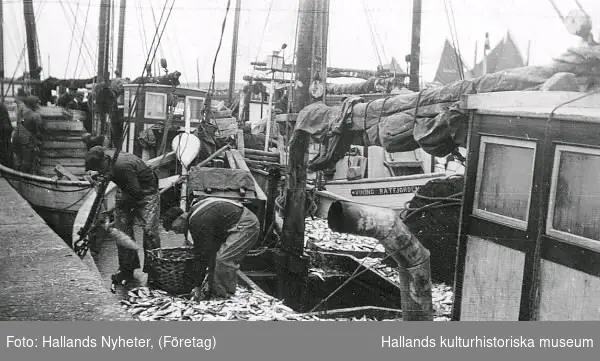 Varbergs hamn. Vägning av sill/fisk. Båtdäcket är fullt av fisk.

Tillhör samlingen med fotokopior från Hallands Nyheter som är från 1930-1940-talen.