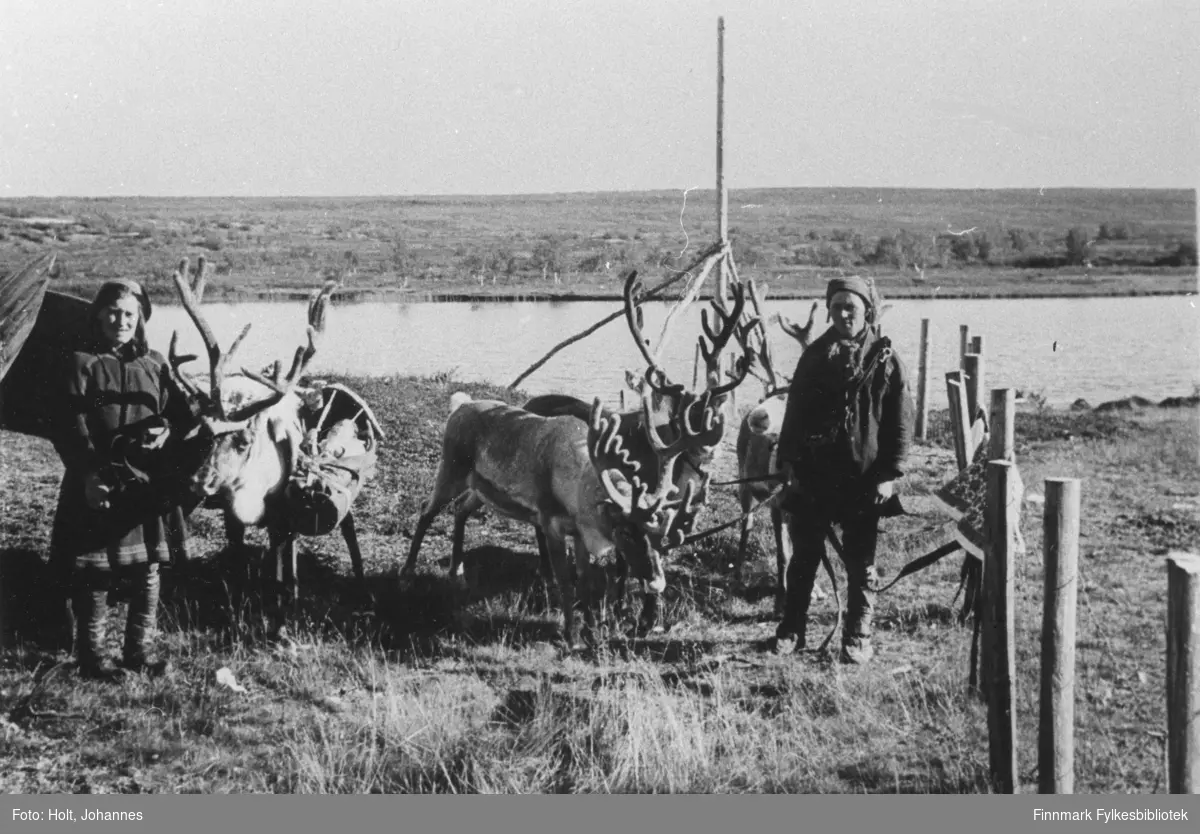 Samer med sine reinsdyr i Kautokeino, 1946.
