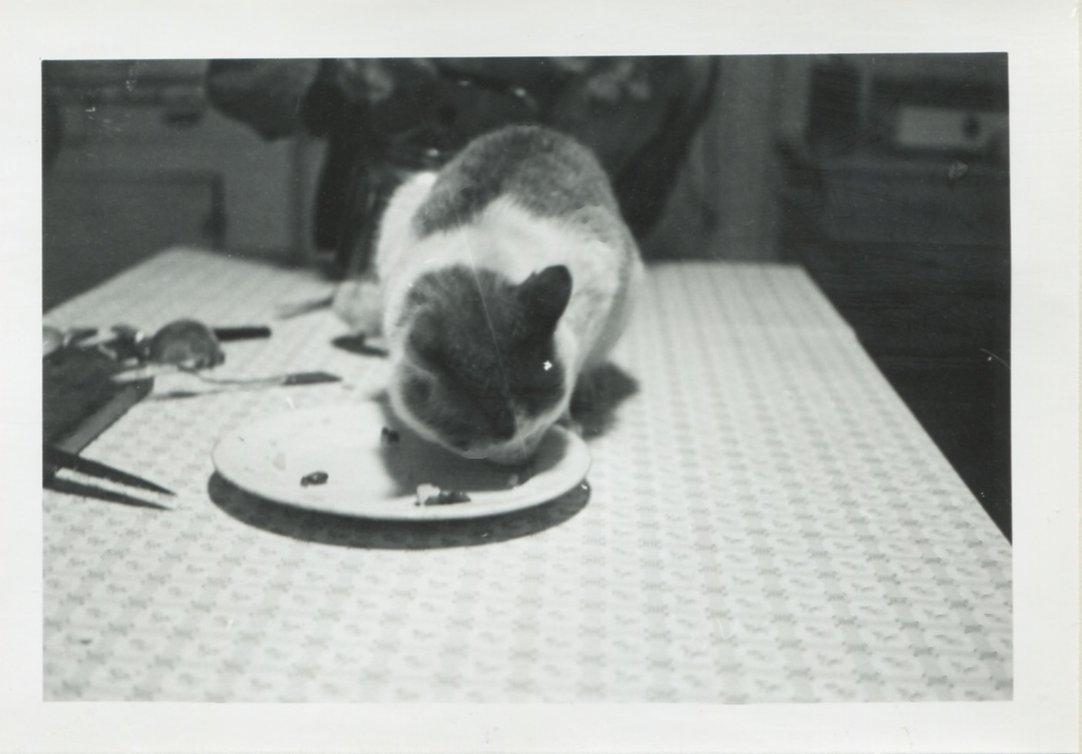 I köket hos "Sandbergs" Sagered 3:3 år 1957. Text ur album som finns i Hembygdsföreningens arkiv: "Katten skall leva han också!"
