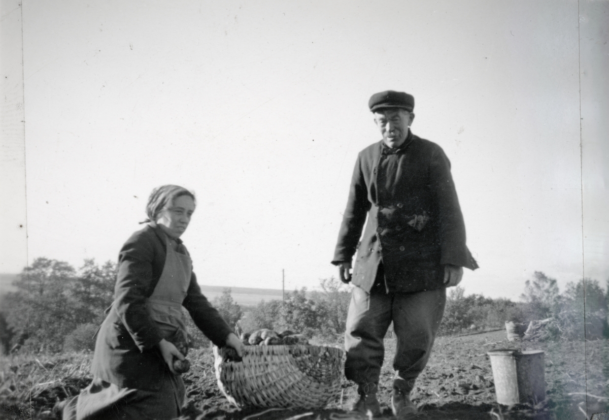 Elsa och fadern Erik Gustavsson plockar potatis