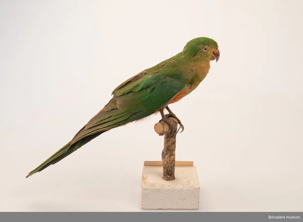 Hona av Australian King Parrot, en endemisk art i östra delarna av Australien.

I december 2008 presenterade Sveriges Ornitologiska Förening för första gången ett förslag till fullständig förteckning över svenska namn på all världens fågelarter.
Australisk kungsparakit kallas denna fågel enligt förslaget.