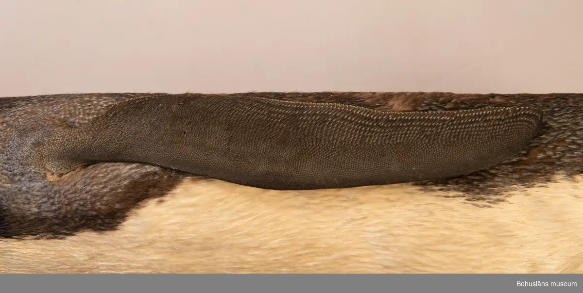 Skinnlagd fågel, troligen fylld med linblånor och bomullsvadd.
Vänster vinge saknas. Varje fot är sammansydd, kanske för att tårna inte ska spreta isär. Del av läderhuden saknas på vänster fots insida.

I en tryckt redogörelse "Museum för Bohus Län 1861" finns en förteckning över Musei-föreningens medlemmars gåvor och bidrag där följande uppgifter finns att hämta:
Hedberg, J., Fru, Uddevalla: 2 fossila tänder, 2 hval-fenor, 2 pingvin-skinn, 2 koraller, en kokosnöt, en ödla, en skorpion, mynt m.m.
I samlingarna har länge funnits två omärkta skinnlagda pingvinskinn utan uppgifter. Inför 150-årsfirandet av museets/samlingarnas tillkomst har vi diskuterat oss fram till att det med största sannolikhet bör vara dessa två skinn (UM31596 och UM31597) som år 1861 skänktes av fru J. Hedberg.

Kan det vara Olof Hilmer Hedbergs mor Johanna Maria Winding, gift med handelsman Anders J:son Hedberg, Uddevalla, som skänkt föremålen? Sonen Hilmer Hedberg (1817-1884) emigrerade till Australien år 1838. Se UM000701, UM000728, UM000729 med flera.