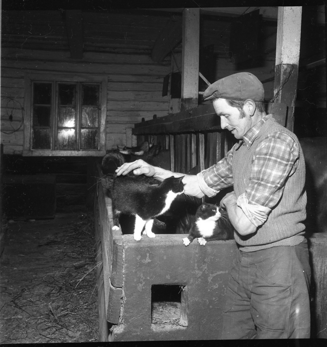 En man med keps står i en ladugård och klappar två katter. Kor i bakgrunden.