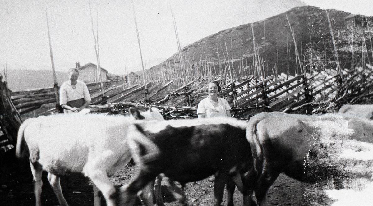 Kalver på Stølen på Nørre Syndin. Marit Myhre til venstre.