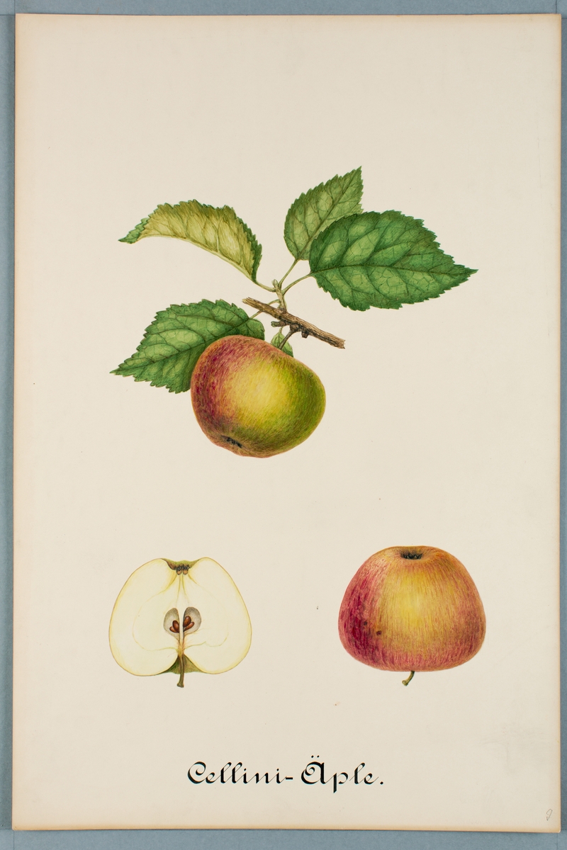Sveriges kulturväxter. Illustration utförd av Henriette Sjöberg. Äpple, Cellini. Odlingsplats saknas, 1882. Signerad "H.S. 1884." (sista siffran otydlig, kan även vara 1 eller 2).